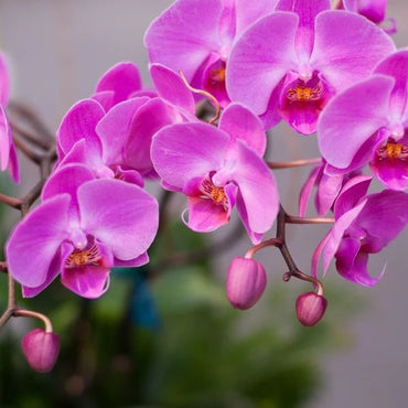 Phalaenopsis Orchid Flower Seeds