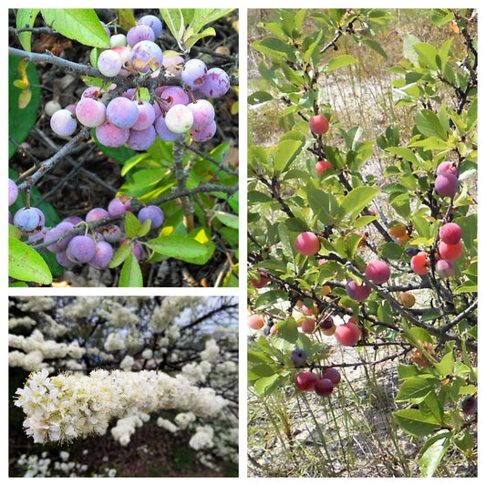 Beach Plum Prunus Maritima Native Edible Fruit Shrub Bush White Flower Seeds heirloom non-gmo organic garden seeds