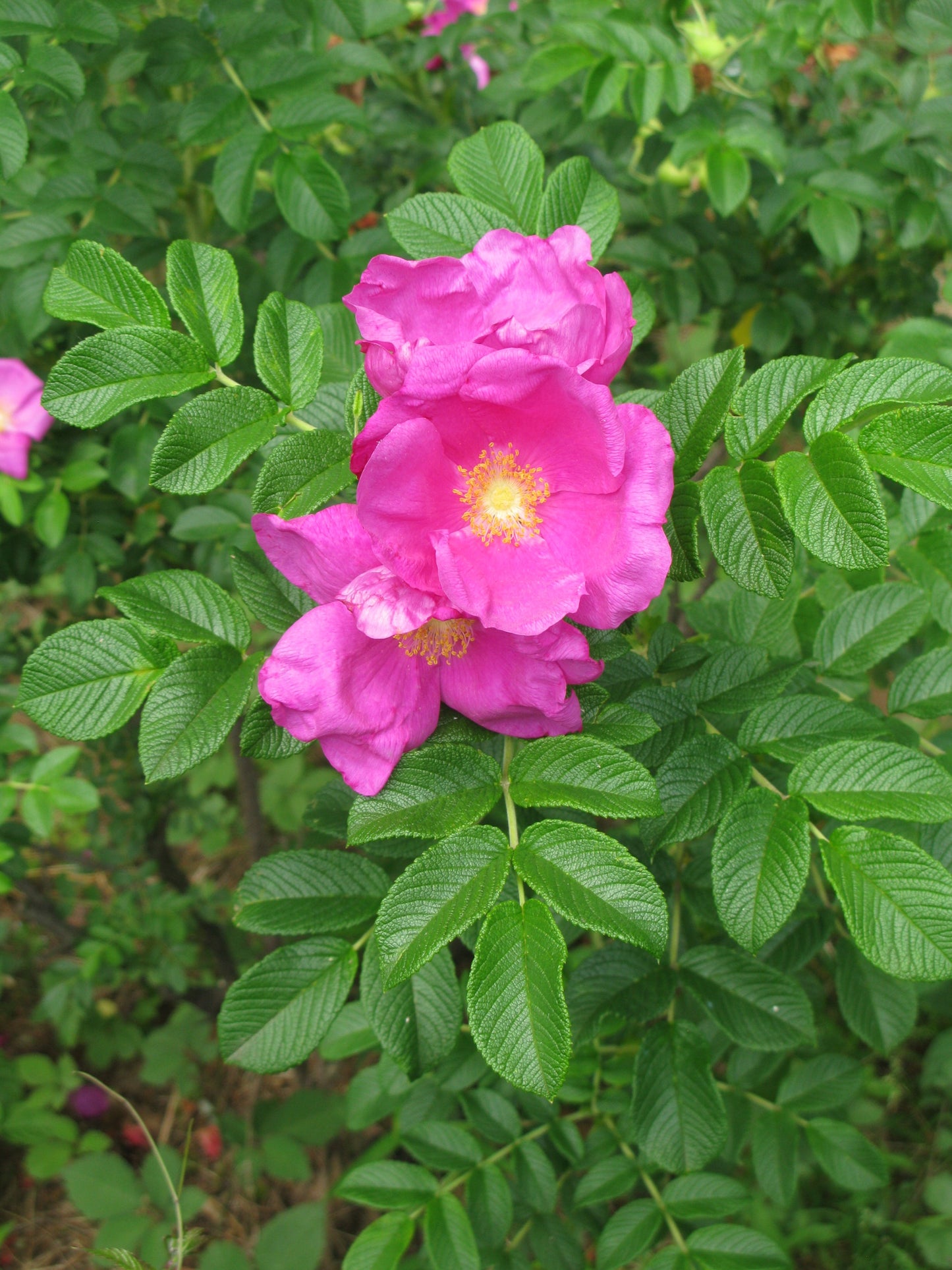 Pink Beach Rose (Rosa Rugosa) - Seaside or Sand Rose, Huge Red Hips Flower Seeds