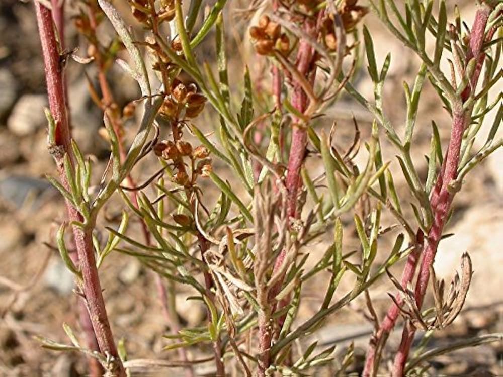 Beach Wormwood (Artemisia caudata) Silvermound Red Sagewort Herb Flower Seeds