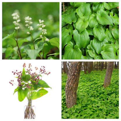 Beadruby Maianthemum Dilatatum False Lily Of The Valley, Solomon'S Seal, Snakeberry, May Lily, Native White Flower Red Berry Moist Shade Seeds heirloom non-gmo organic garden seeds