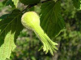 Beaked Hazelnut Seeds - Corylus cornuta