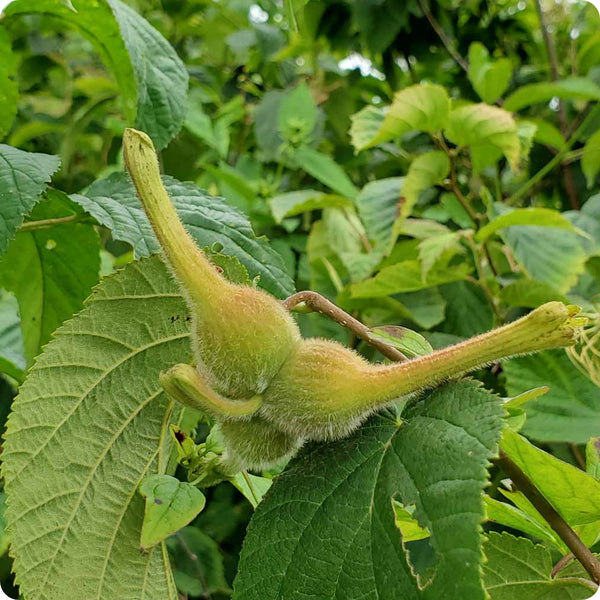 Beaked Hazelnut Seeds Corylus Cornuta heirloom non-gmo organic garden seeds