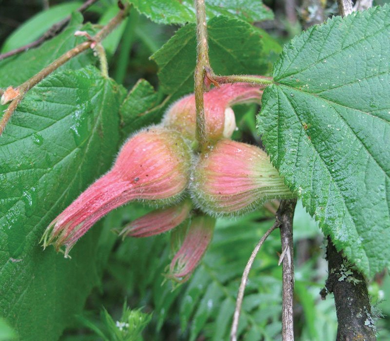 Beaked Hazelnut Seeds - Corylus cornuta