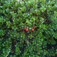 Bearberry (Arctostaphylos uva-ursi) Kinnikinnick Pinemat Manzanita Flower Seeds – Hardy Groundcover with Evergreen Foliage and Berries