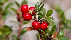 Bearberry Seeds for Groundcover Planting