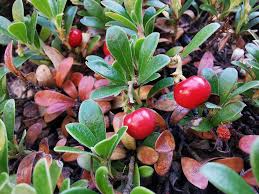 Bearberry Seeds For Groundcover Planting heirloom non-gmo organic garden seeds