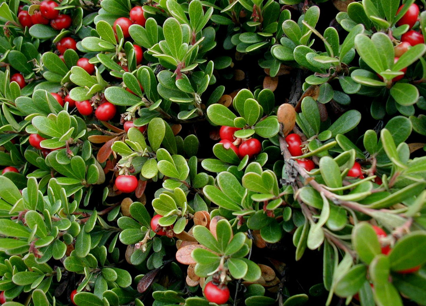 Bearberry Seeds for Groundcover Planting