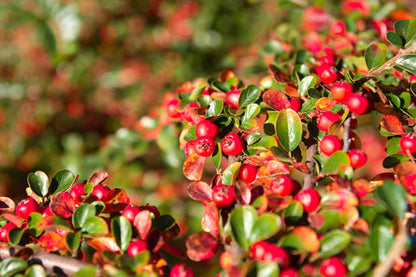 Bearberry Arctostaphylos Uva Ursi Kinnikinnick Pinemat Manzanita Flower Seeds – Hardy Groundcover With Evergreen Foliage And Berries heirloom non-gmo organic garden seeds