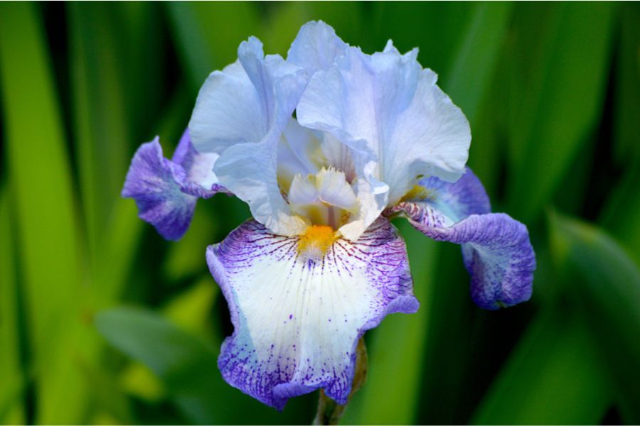 Bearded Flower Close-Up  Textured Petals and Bright Colors