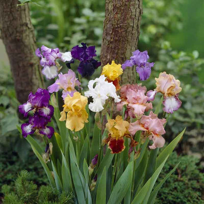 Bartiris-Blumensamen