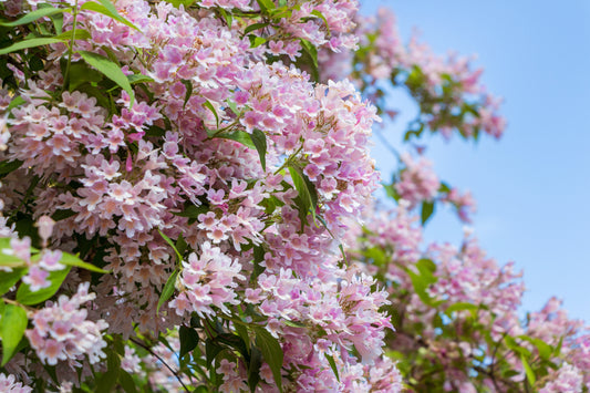 Beauty Bush Shrub Kolkwitzia Amabilis Pink & White Flower Red Berry Seeds heirloom non-gmo organic garden seeds
