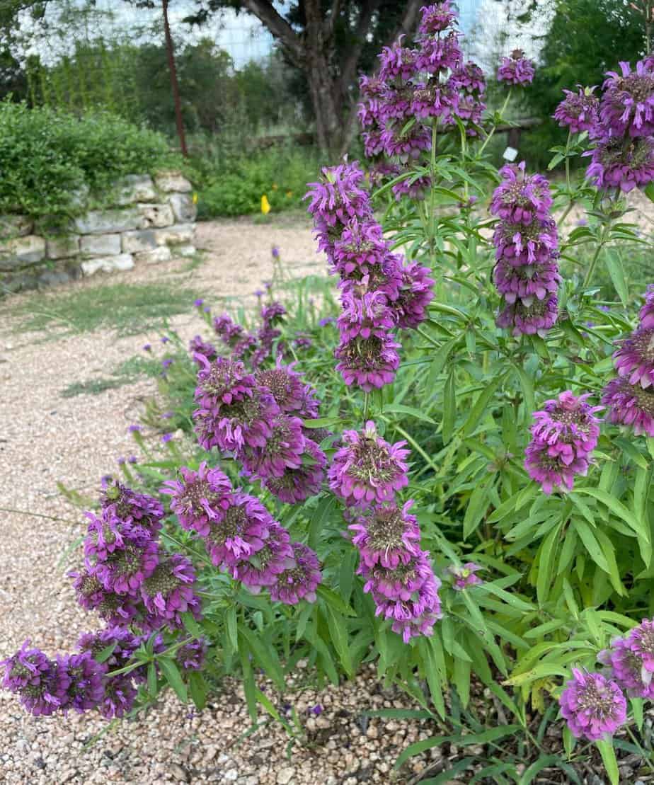 Bee Balm Lemon Mint (Monarda Citriodora) Herb Purple Flower Seeds
