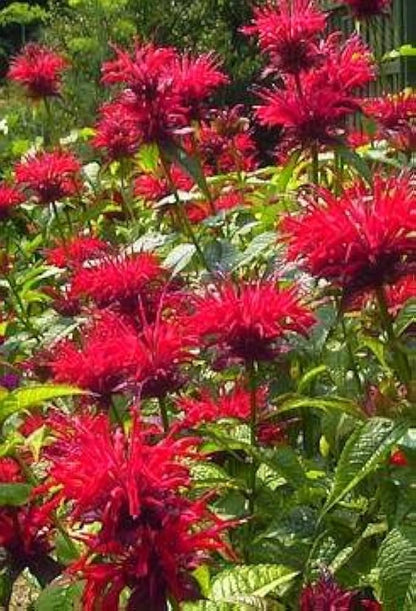 Panorama Red Bee Balm (Monarda Didyma) Oswego Tea Herb Flower Seeds