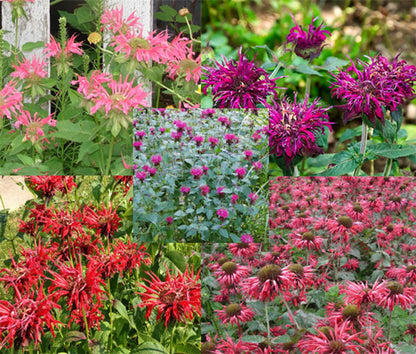 Bee Balm Mix (Lemon Hummingbird Mint) Monarda Didyma Mixed Colors Seeds