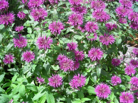 Bee Balm Lemon Mint Monarda Citriodora Herb Purple Flower Seeds heirloom non-gmo organic garden seeds