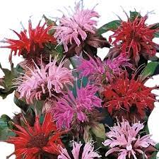 Bee Balm Mix (Lemon Hummingbird Mint) Monarda Didyma Mixed Colors Seeds