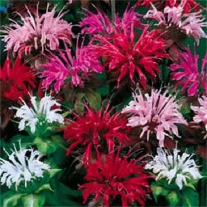 Bee Balm Mix Lemon Hummingbird Mint Monarda Didyma Mixed Colors Seeds heirloom non-gmo organic garden seeds