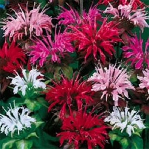 Bee Balm Mix Lemon Hummingbird Mint Monarda Didyma Mixed Colors Seeds heirloom non-gmo organic garden seeds