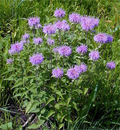 Wild Bergamot (Monarda Fistulosa) aka Mintleaf Bee Balm & Oswego Tea Native Herb Purple Flower Seeds