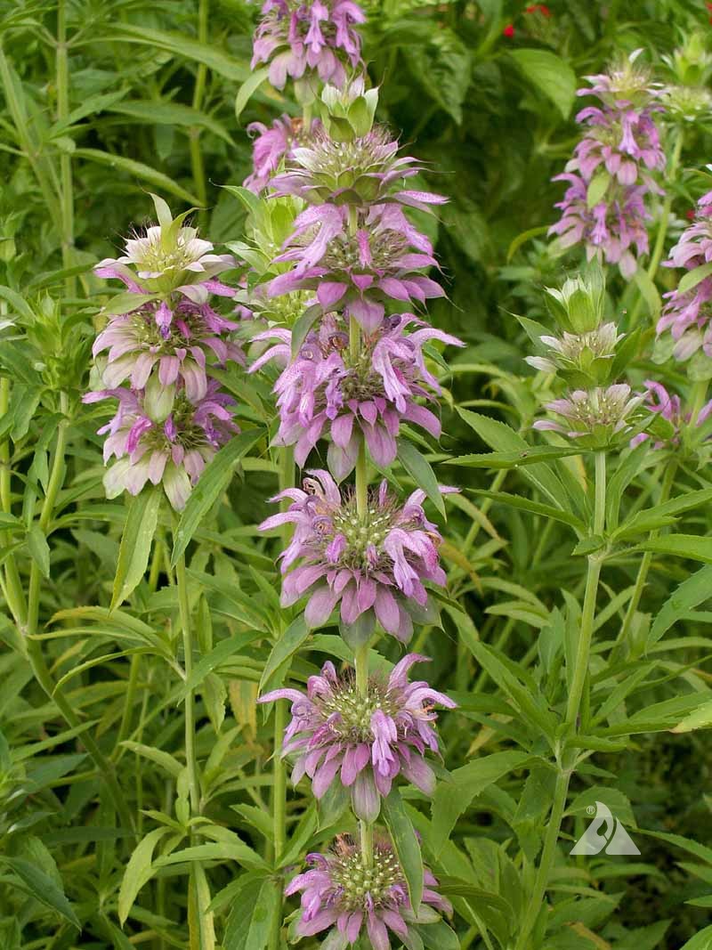 Bee Balm Lemon Mint (Monarda Citriodora) Herb Purple Flower Seeds