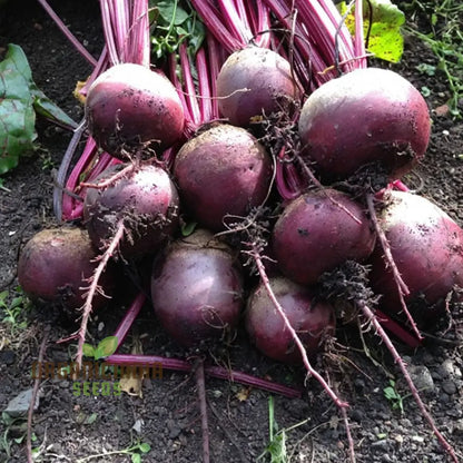Detroit Dark Red Beet Vegetable Seeds