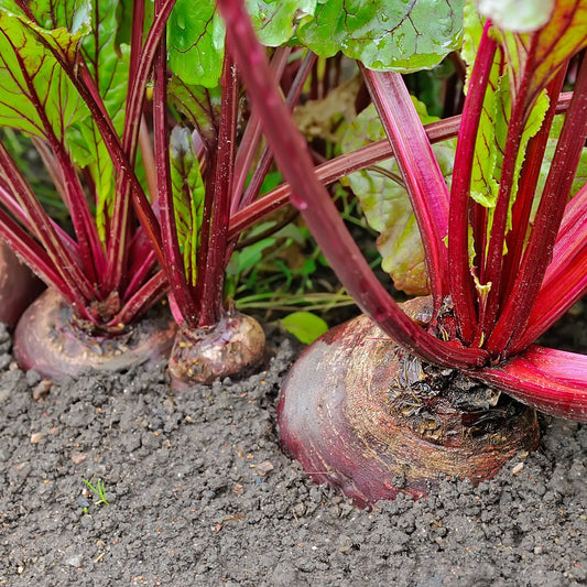 Detroit Dark Red Beet Vegetable Seeds