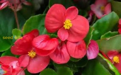 Begonia Flower Seeds - Easy Planting For Stunning Blooms