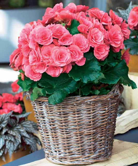 Begonia Flower Seeds for Planting Vibrant Colorful Blooms