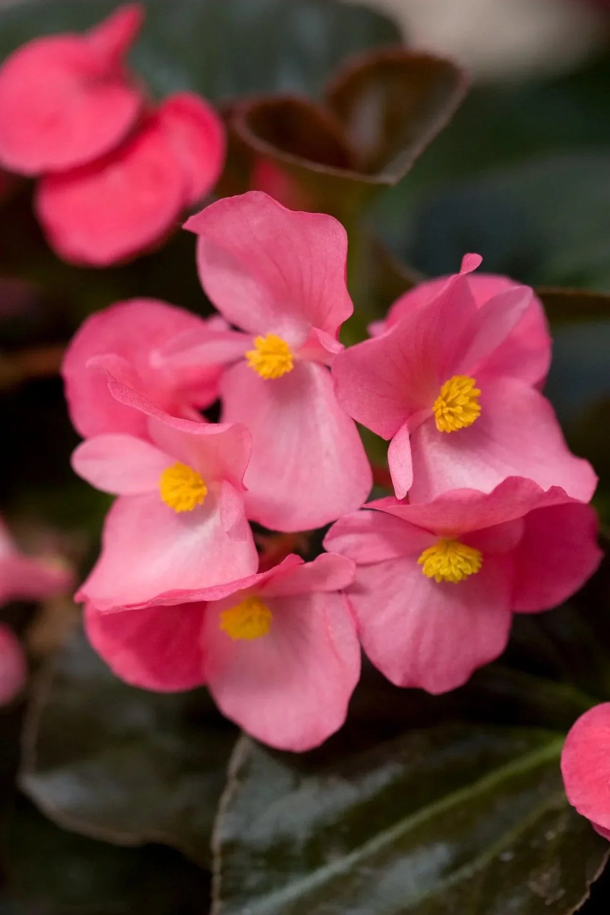 Begonia Flowers Blooming in Hanging Basket