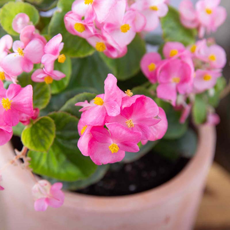  Begonia Planting Seeds for Vibrant Garden Blooms