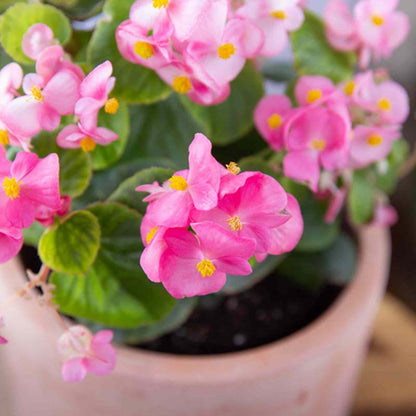  Begonia Planting Seeds for Vibrant Garden Blooms