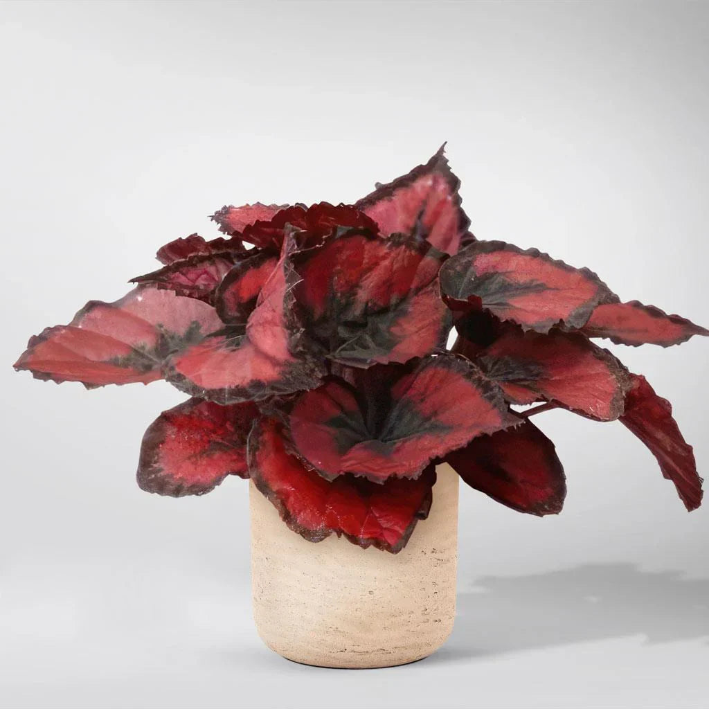 Begonia Rex Growing in Decorative Pots