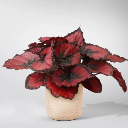 Begonia Rex Growing in Decorative Pots