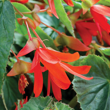 Begonia Boliviensis Flower Seeds
