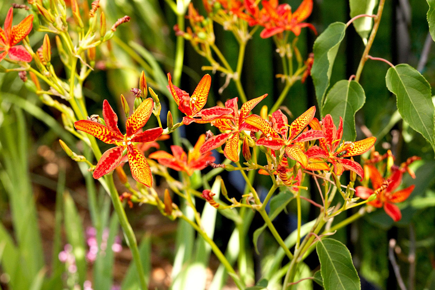 Leopard Lily Flower Seeds