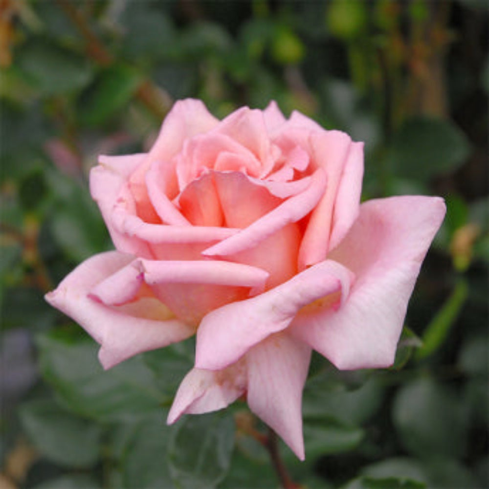 New Dawn Climbing Rose - Elegant Soft Pink Climbing Rose Bush for Garden Arches