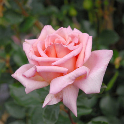 New Dawn Climbing Rose - Elegant Soft Pink Climbing Rose Bush for Garden Arches