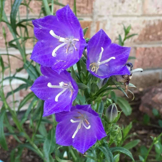 Peach-Leaved Bellflower Seeds (Campanula Persicifolia)