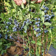 Berry Blue Haskap Fruit Seeds For Planting Unique Blue Berries For Your Garden heirloom non-gmo organic garden seeds