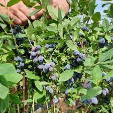 Berry Blue Haskap Fruit Seeds for Planting - Unique Blue Berries for Your Garden