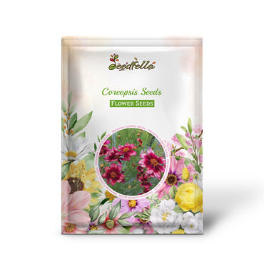 Berry Chiffon Coreopsis flowers in full bloom