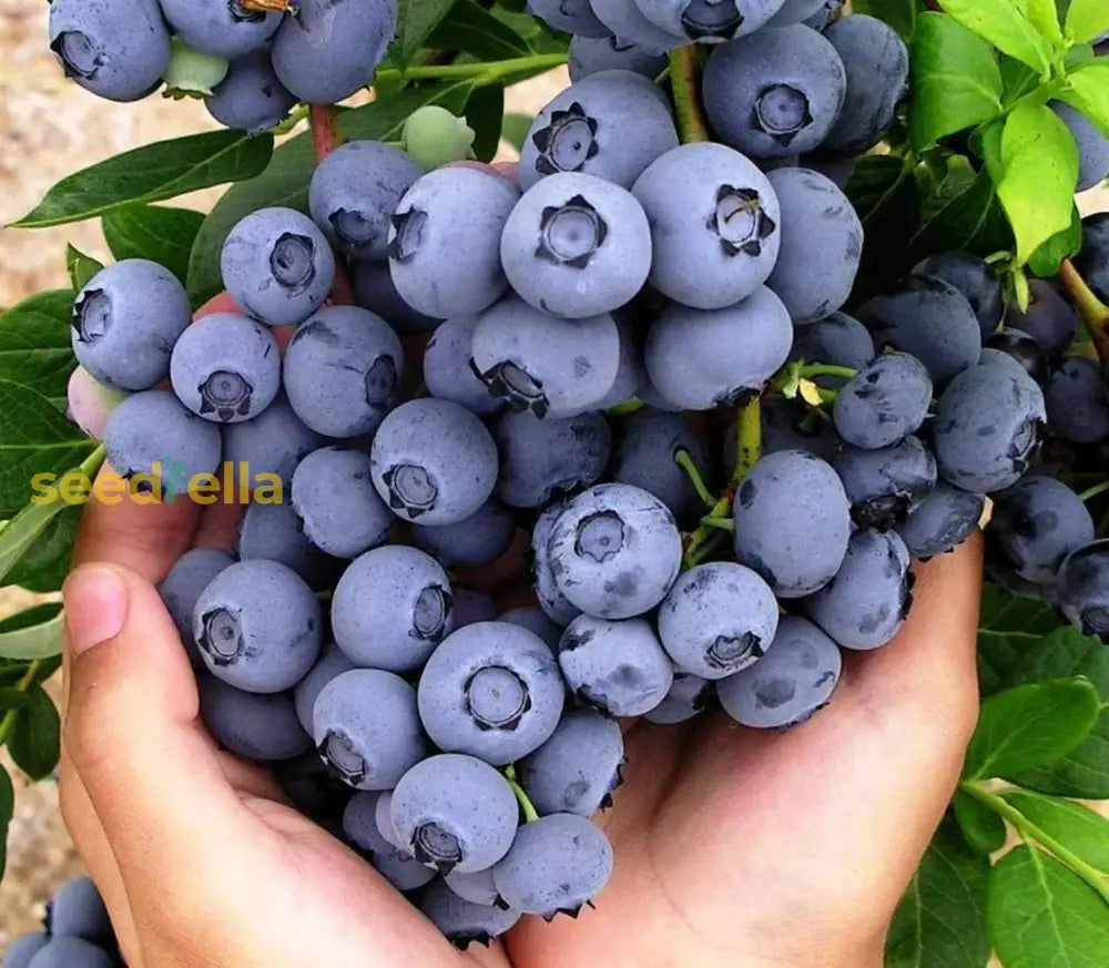 Berry Seeds For Planting Grow Juicy Fruits Year Round heirloom non-gmo organic garden seeds