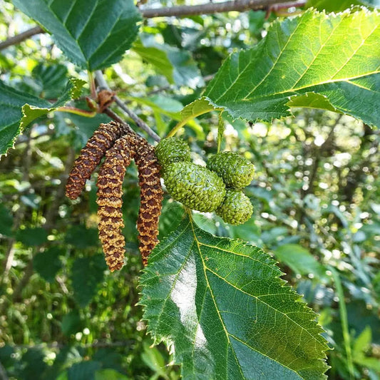 White Paper Birch Tree Seeds