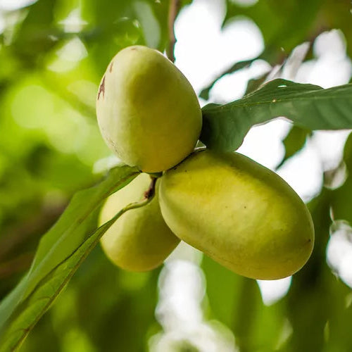 Asimina Triloba Papaya-Fruchtsamen