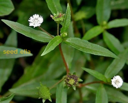 Bhringraj Flower Seeds For Planting Enhance Your Garden heirloom non-gmo organic garden seeds