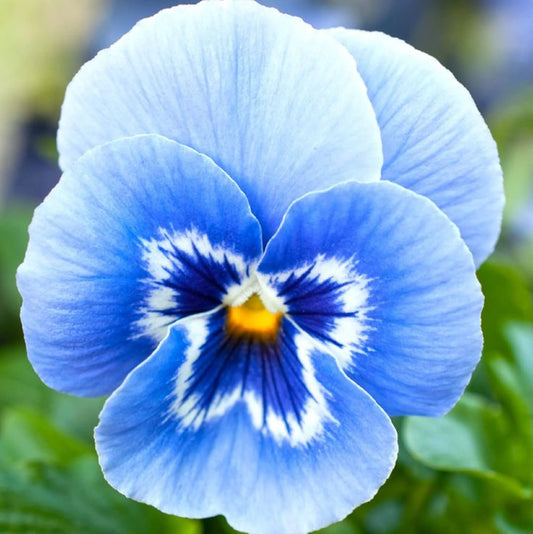 Pansy Flower seeds for Planting - Colorful Display, Heirloom & GMO Free Seeds for Home Garden