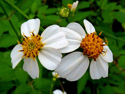 Bidens Alba Butterfly Needles Flower Seeds