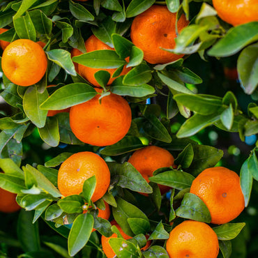 Semillas de fruta de mandarina