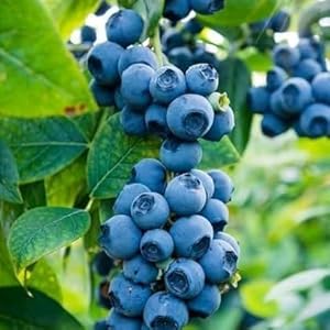 Common Bilberry (Vaccinium myrtillus) Fruit Shrub European Blueberry Seeds